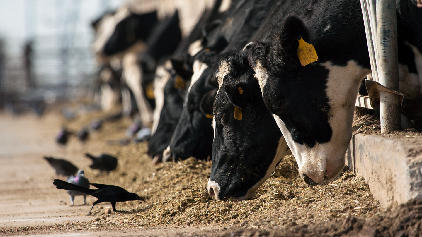 Many cows on a dairy farm eat hay, while several blackbirds eat from the same piles of hay.