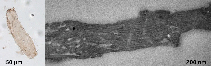 Side-by-side images of an elongated beige bacterium fossil next to a close-up view of its internal structures that appear as horizontal black lines. These structures are membranes necessary for photosynthesis, the researchers say.